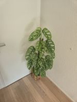 Monstera Adansonii am Moosstab - beeindruckender Kletterküns