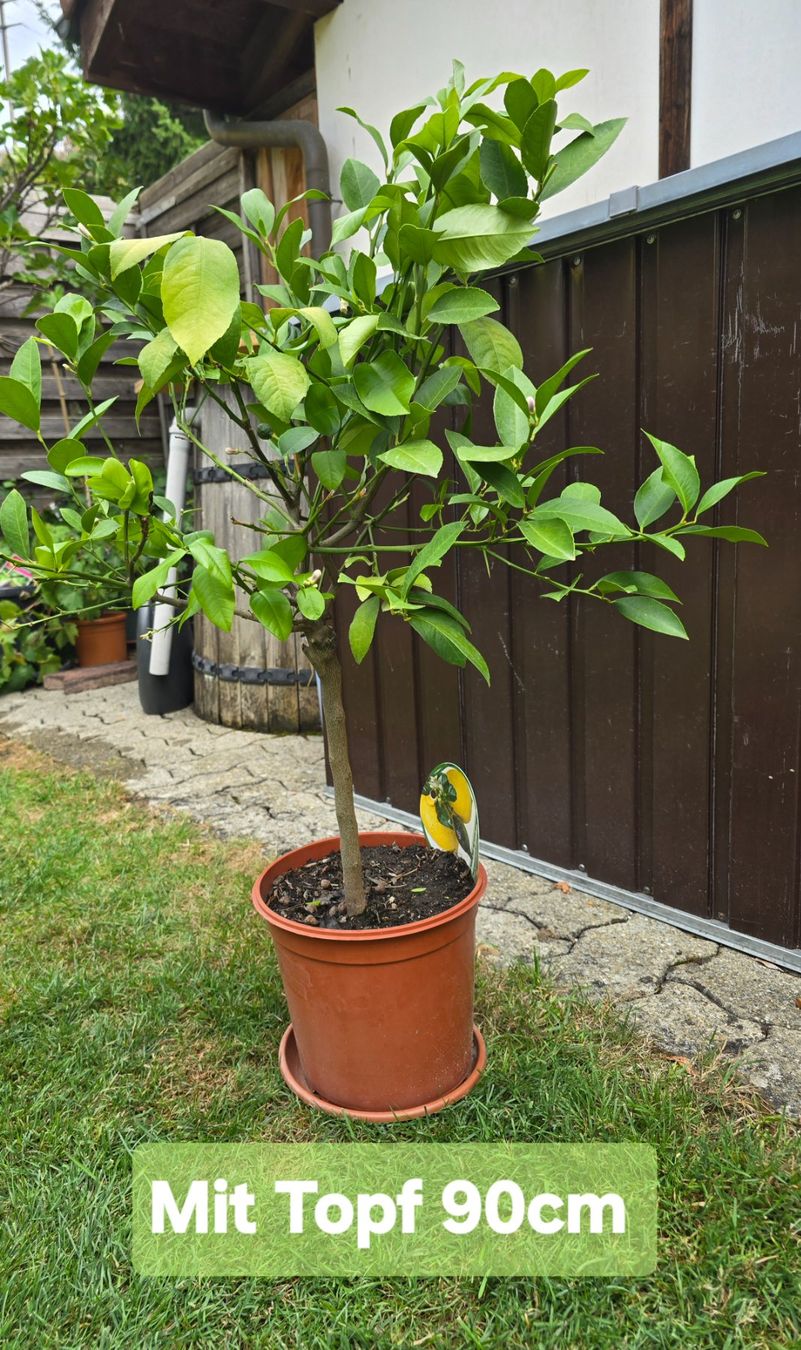 Plantes & graines: Zitronenbaum – D'occasion à Aarburg par popkorn65 3