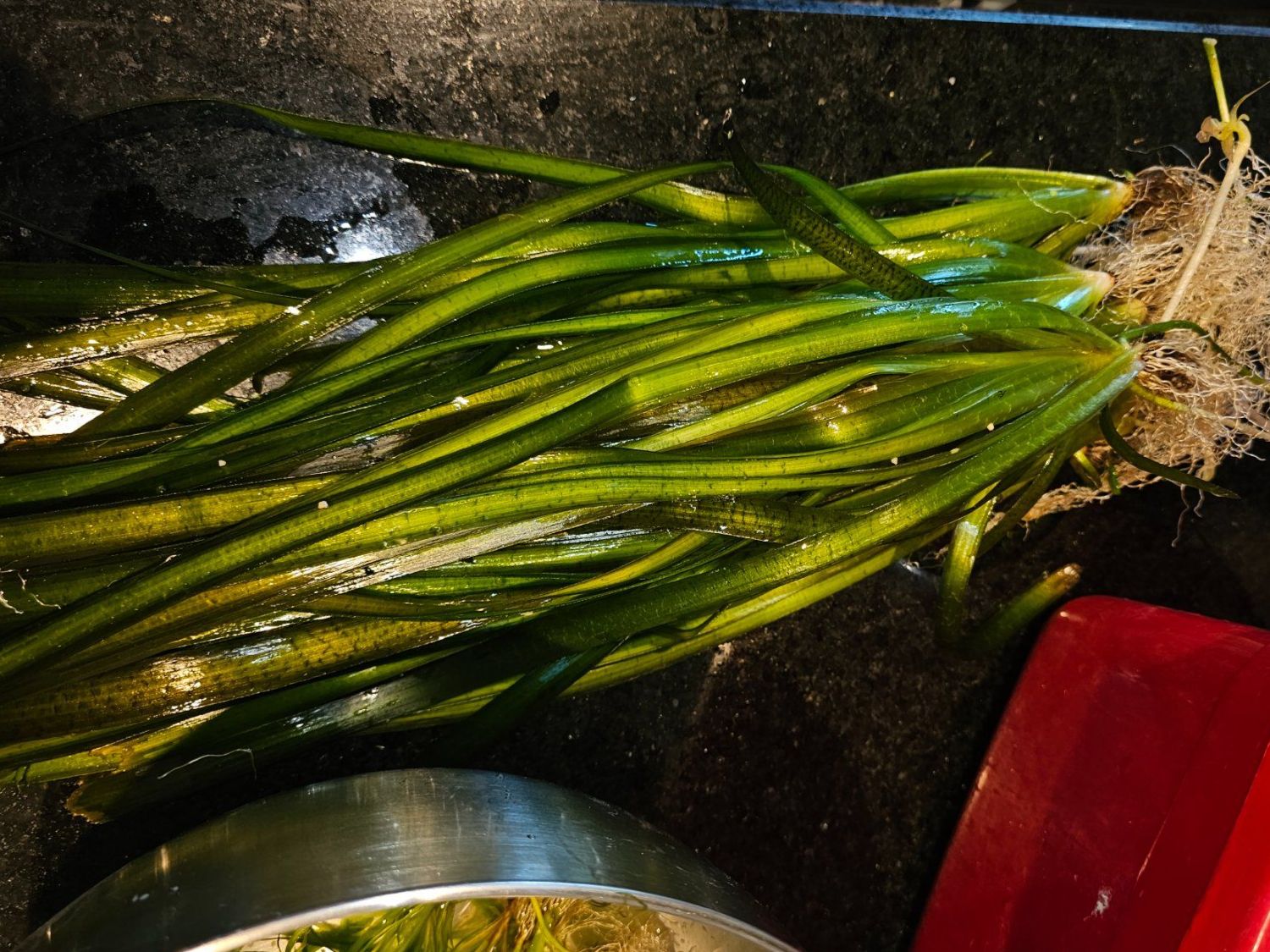 Plantes & graines: Vallisneria gigantea – D'occasion à Seuzach par TD256
