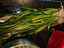 Vallisneria gigantea