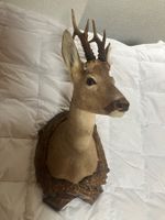 Tierpräparat Reh trophée Trophäe chevreuil