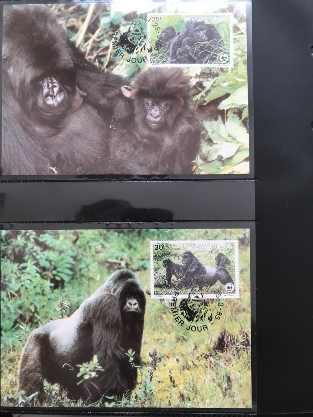 Tutti i francobolli: WWF Ruanda 1985 Satz Berggorilla Maximumkarten – Nuovo (secondo la descrizione) da Liestal venduto da schnueps