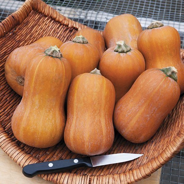 Piante & sementi: 15 Samen BUTTERNUT HONEYNUT Kürbis – Nuovo (secondo la descrizione) da Ehrendingen venduto da VerveinaSamen 5
