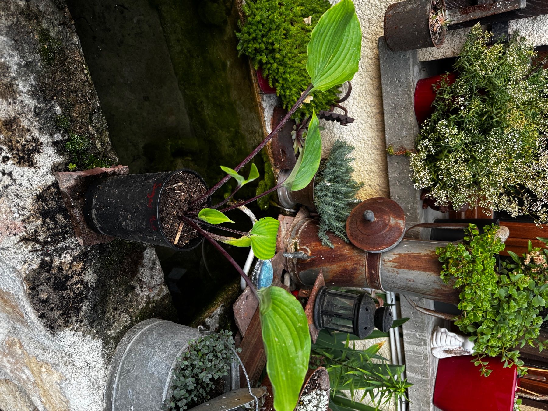 Plantes & graines: Hosta sugar plum – D'occasion à Lajoux JU par Briard0
