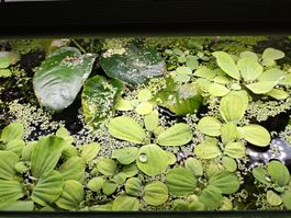 Muschelblume Schwimmpflanze Aquarium und Teich
