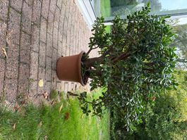 Grosse Crassula Ovata Zimmerpflanze im Topf gebraucht