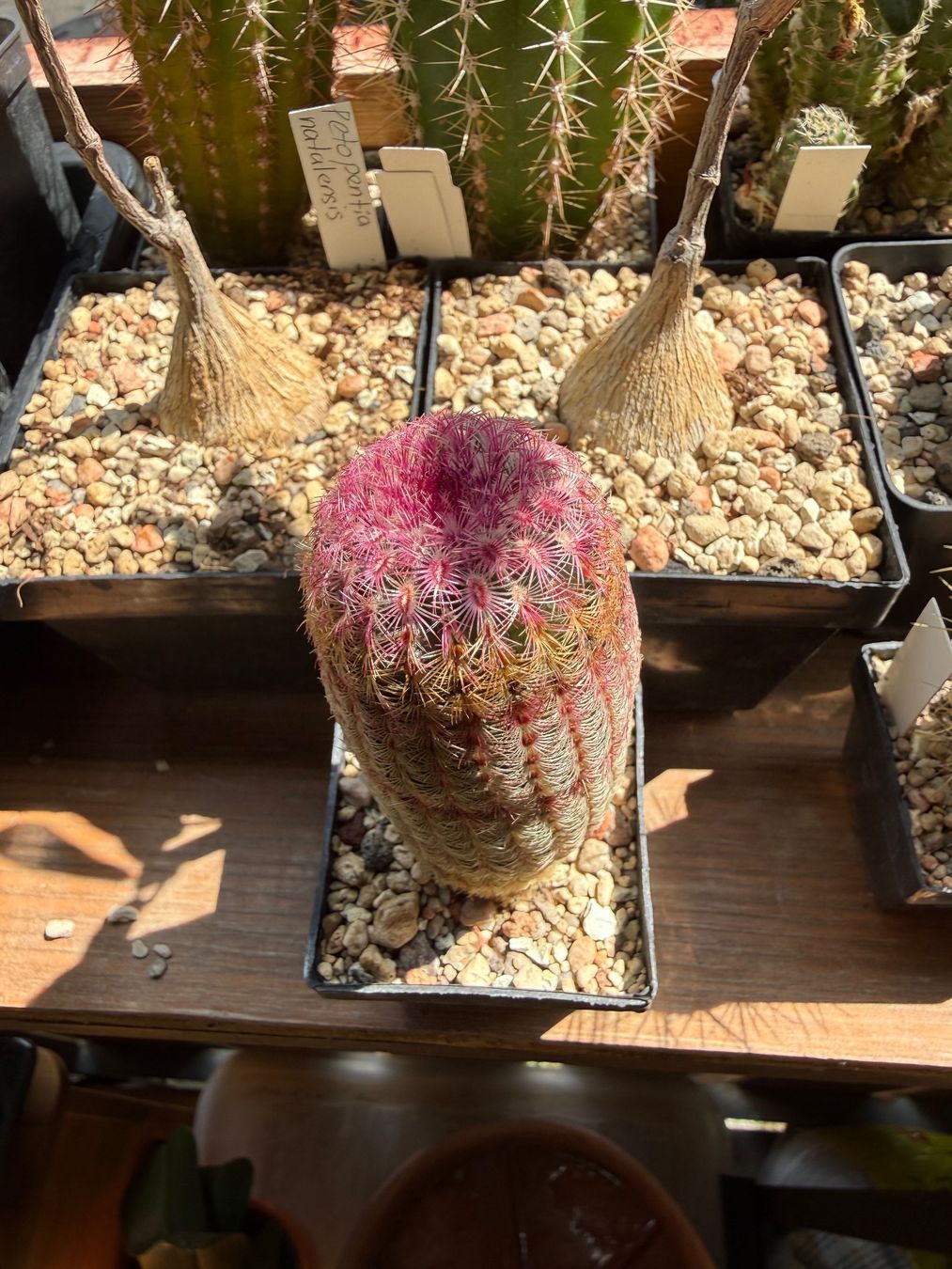 Pflanzen & Samen: Echinocereus rigidissimus – Gebraucht aus Rorbas von SimS0n 3