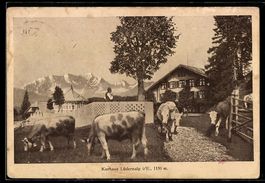AK Wasen, Kurhaus Lüdernalp und Kühe auf dem Vorplatz