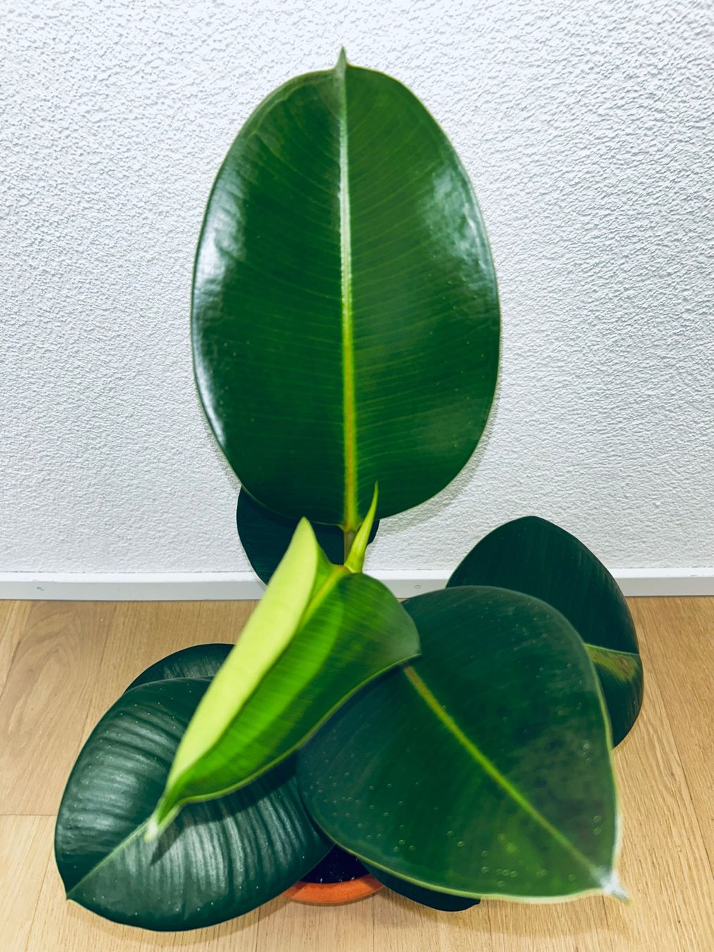 Piante & sementi: FICUS ELASTICA ROBUSTA Pflanze, Gummibaum 70 cm – Usato da Kilchberg ZH venduto da malibubeach 6