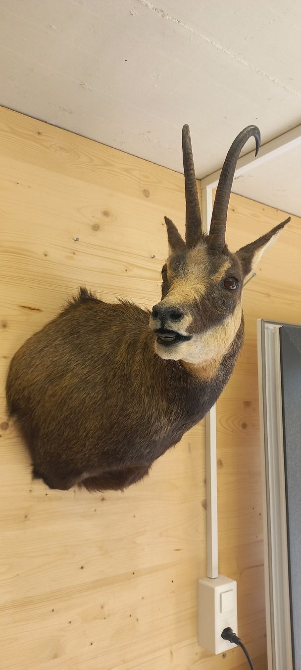 Welt der Tiere: Gamsbock – Gebraucht aus Mollis von Resel1985 2
