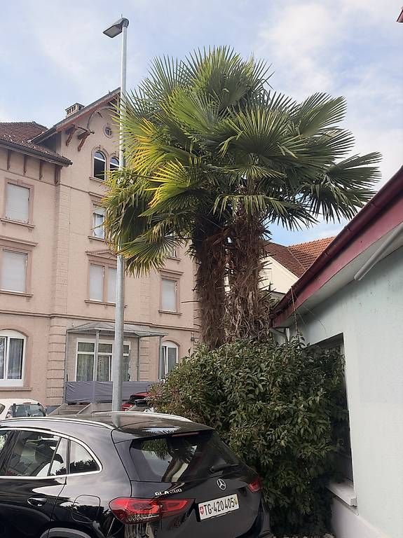 Plantes & graines: Palmen – D'occasion à Arbon par bar_98rw 2