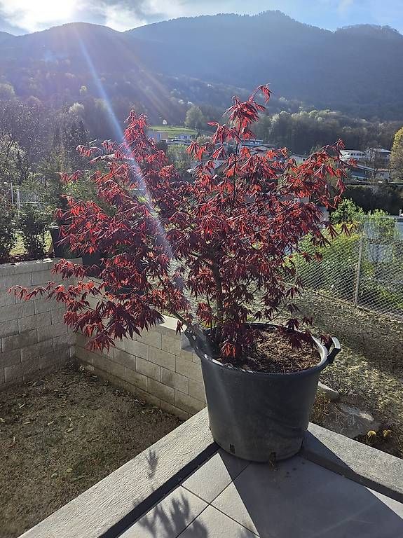 Piante & sementi: Acero rosso – Usato da Cadro venduto da Ema710