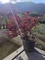 Acero rosso
