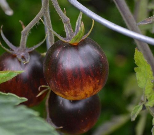 Piante & sementi: 50 Samen OZARK SUNSET Tomate – Nuovo (secondo la descrizione) da Ehrendingen venduto da VerveinaSamen 3