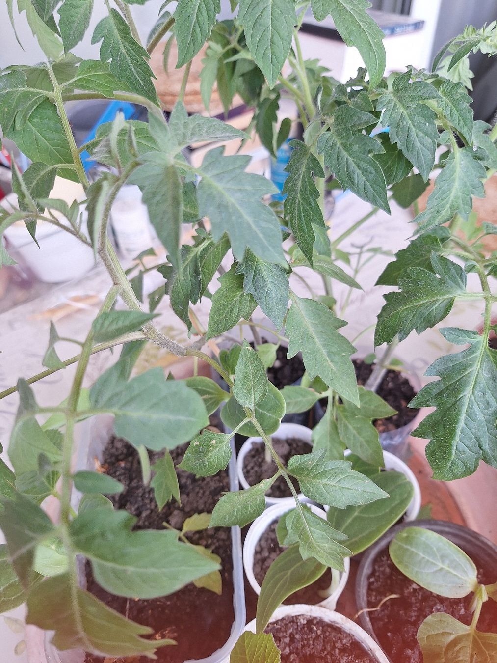 Piante & sementi: tomates.cardon.piments .courgettes – Nuovo e nell'imballaggio originale da Genève venduto da Cristin1