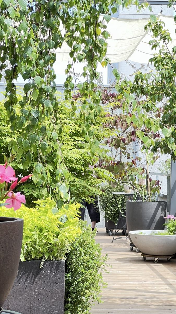 Piante & sementi: Brike im Topf – Usato da Emmenbrücke venduto da nibru14 1