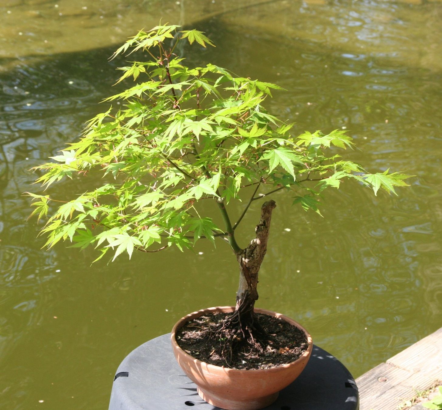 Piante & sementi: BONSAI  -  Japanischer Fächerahorn – Usato da Gretzenbach venduto da Sikim