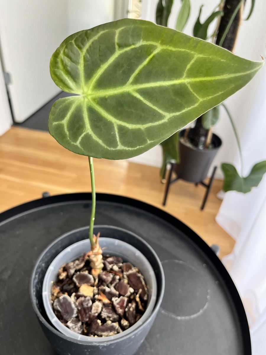 Plantes & graines:  Anthurium Regale – D'occasion à Uster par ke114 1