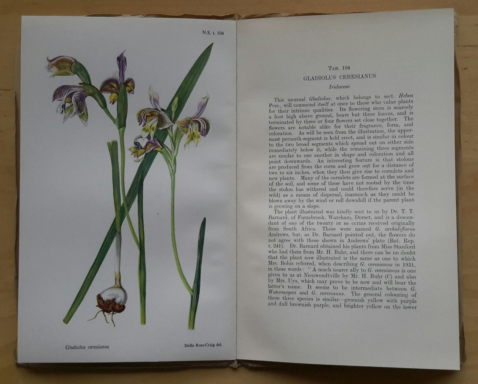 Libri: Curtis's  "Botanical Magazine" , Vol. 167 , 1950 . – Nuovo (secondo la descrizione) da Burgdorf venduto da Olli.34 4