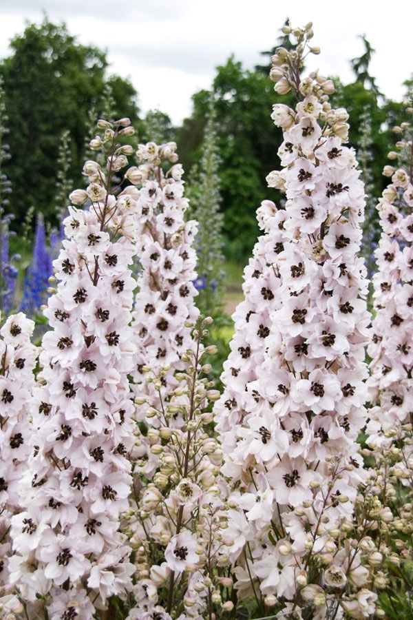 Piante & sementi: 50 Samen Rittersporn WHITE DARK BEE – Nuovo (secondo la descrizione) da Ehrendingen venduto da VerveinaSamen 1