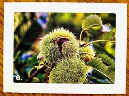 Migros Nature Detectives - Bild Nr. 6
