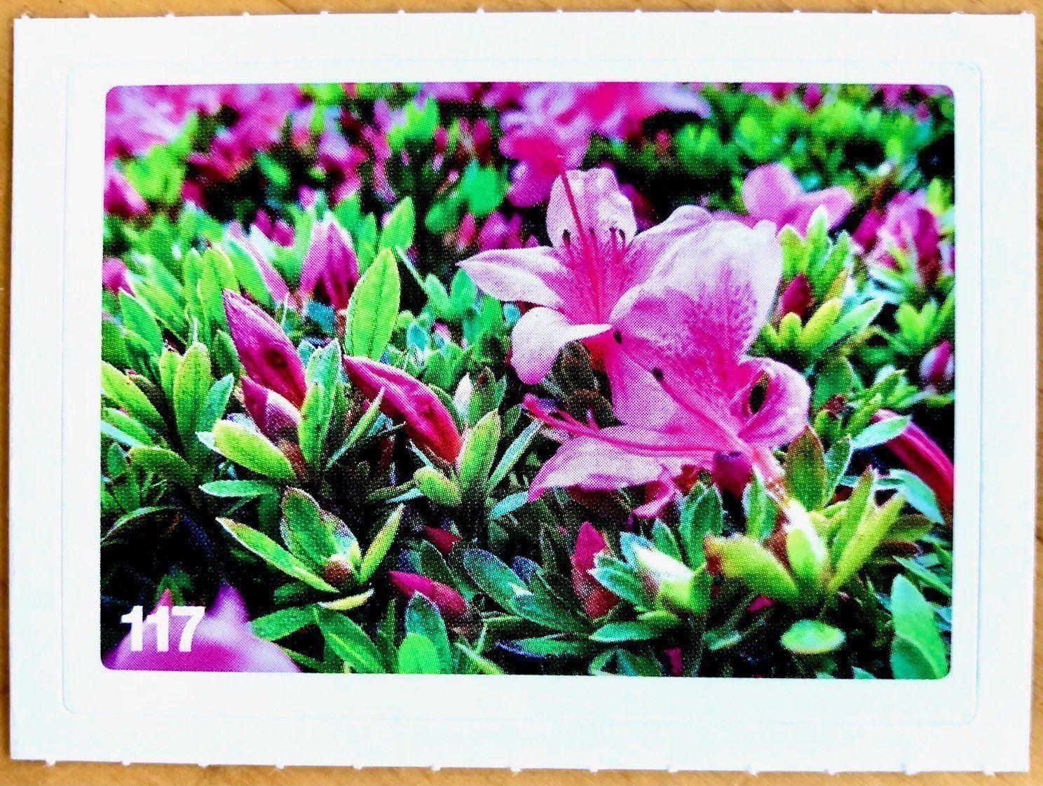 Migros Sammelbilder & Trading cards: Migros Nature Detectives - Bild Nr. 117 – Neu (gemäss Beschreibung) aus Oberrieden von Zimmerberg10