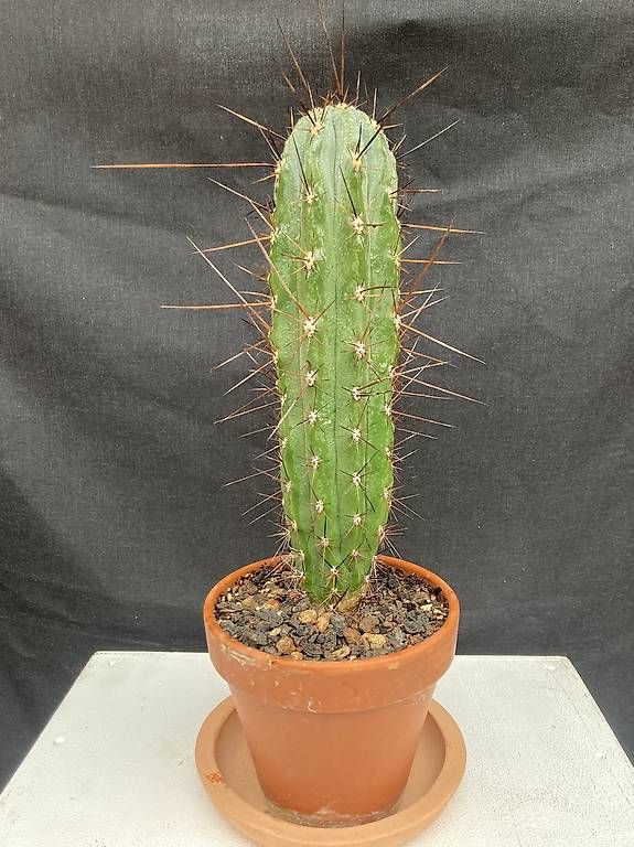 Piante & sementi: Kaktus Stetsonia coryne – Usato da Liestal venduto da PrebenZwei