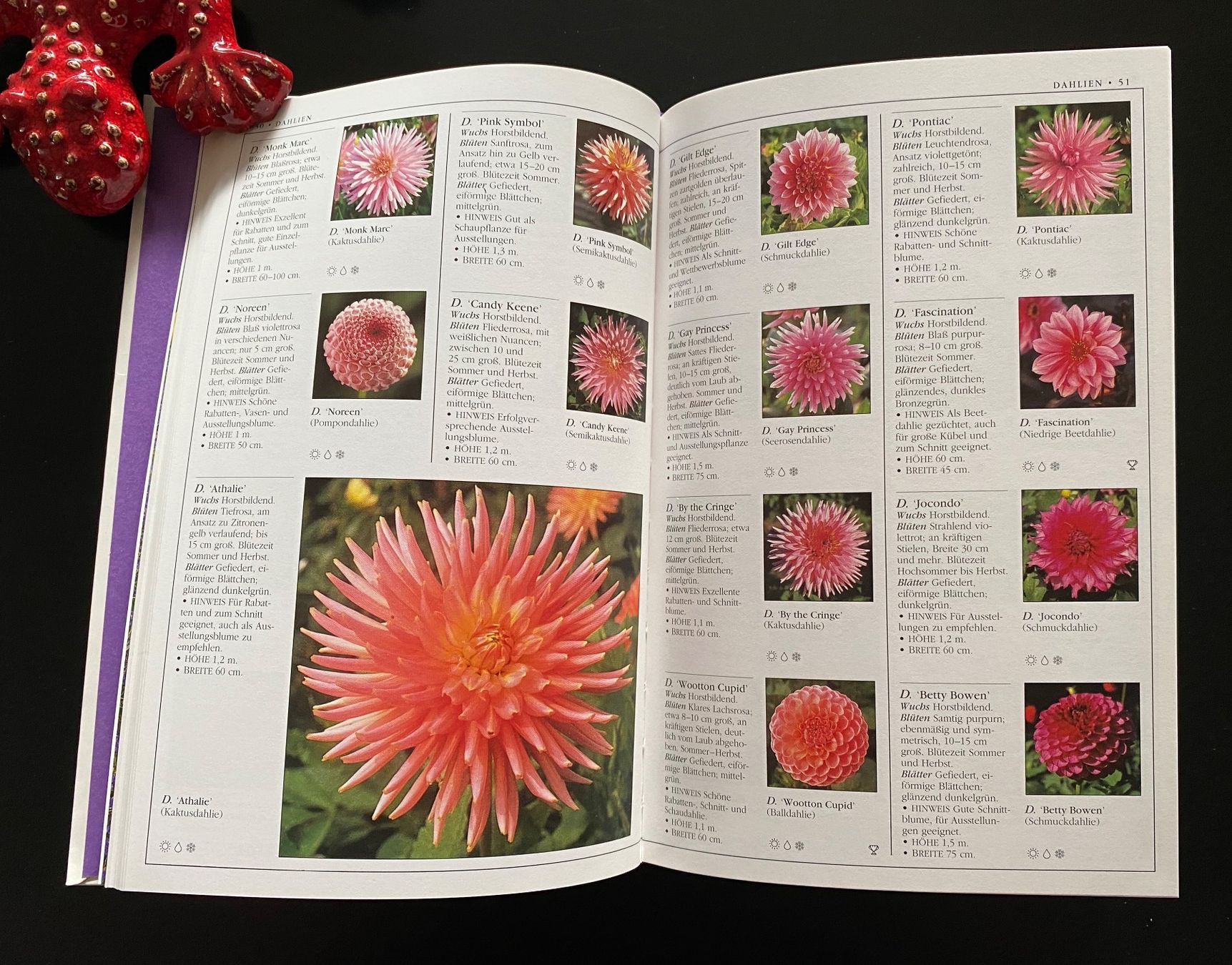 Libri: BLUMENZWIEBELN UND KNOLLEN – Usato da Nussbaumen AG venduto da schuba2000 6