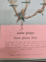 Ancien herbier suisse – Mauvaises herbes des prairies