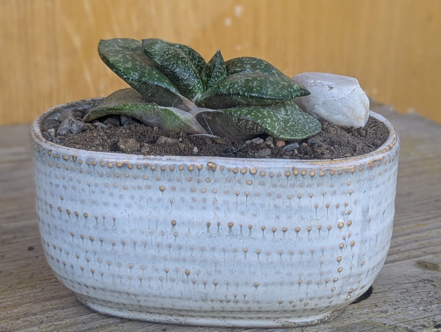 Piante & sementi: Gasteria armstrongii – Usato da Comano venduto da che_8lc2 2