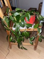 2 Hoya Carnosa, Zimmerpflanze, gut gepflegt