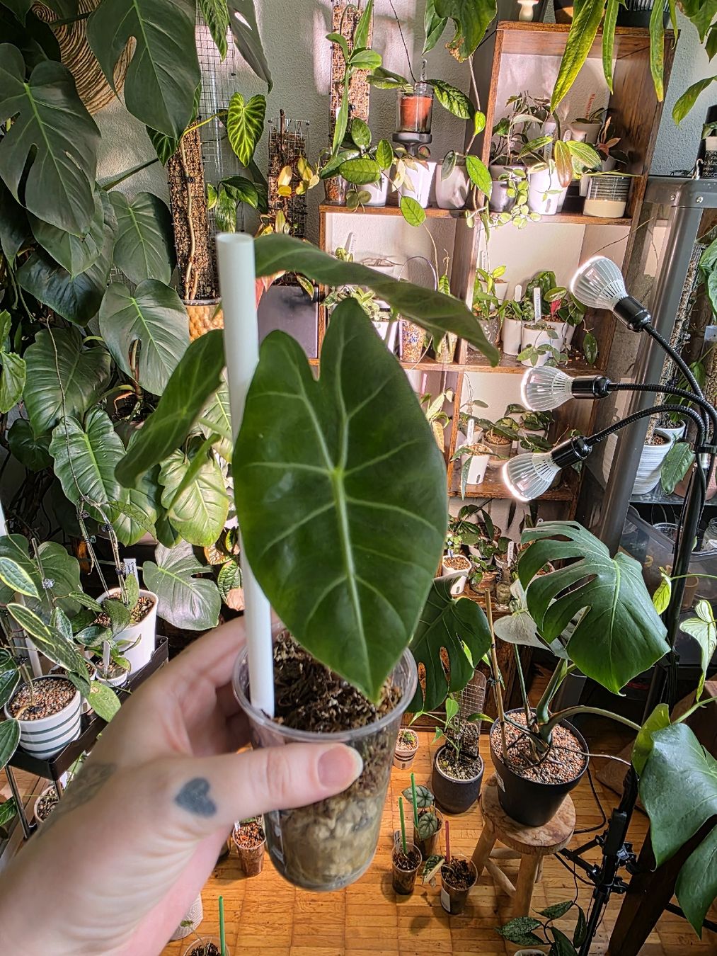 Piante & sementi: Alocasia Pink Dragon  – Usato da Rapperswil SG venduto da LuiSchi