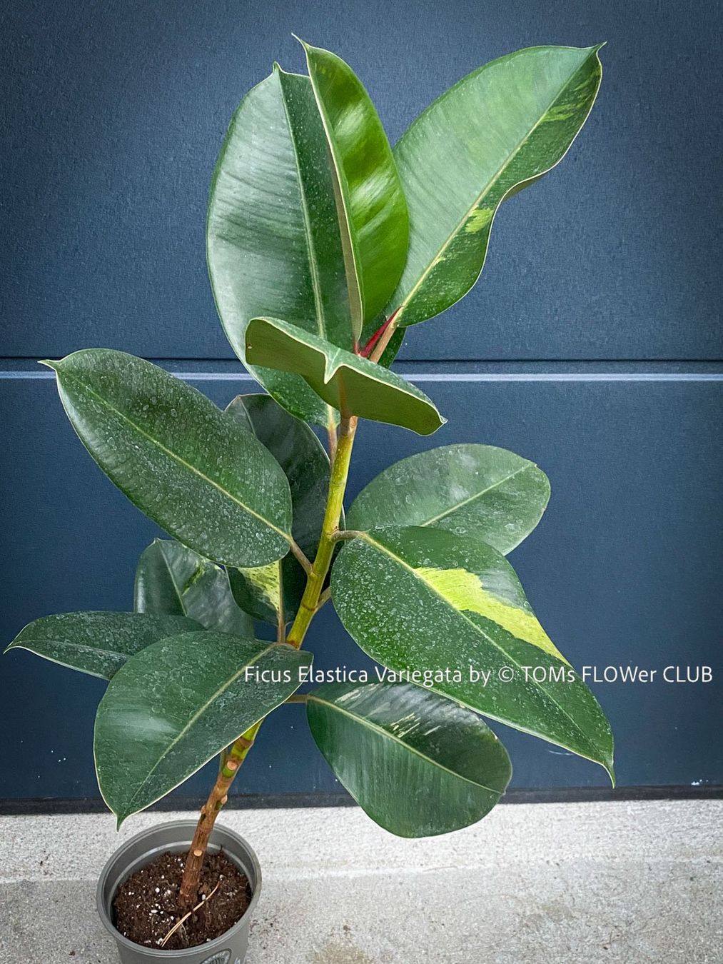 Pflanzen & Samen: Ficus Elastica Variegata - spontane Mutation - Seltenheit – Neu und originalverpackt aus Adliswil von asTOMas963 2