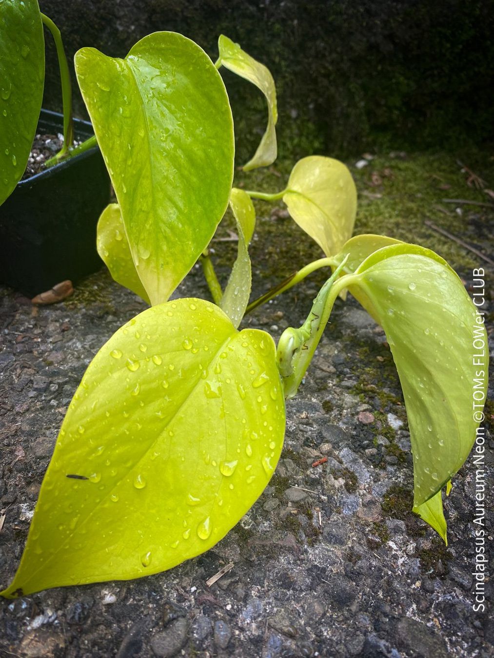 Piante & sementi: Scindapsus Aureum Neon - leuchtend gelb - stark & robust – Nuovo e nell'imballaggio originale da Adliswil venduto da astom369 9