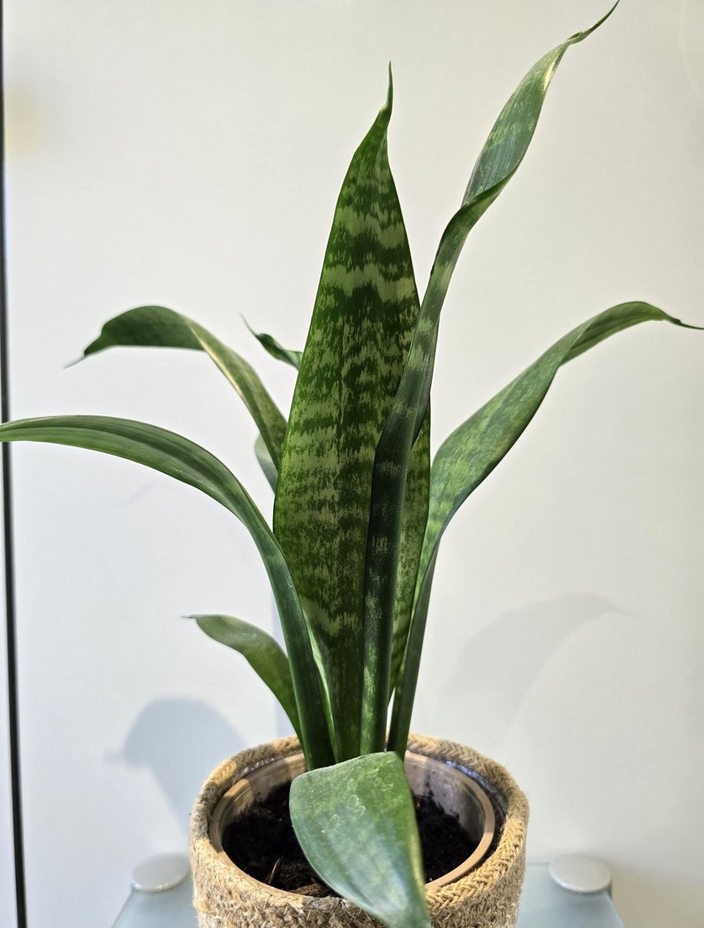 Piante & sementi: Pflanze Sansevieria / Bogenhanf 41 cm inklusive Korbtopf – Usato da Oetwil an der Limmat venduto da dhantal 4