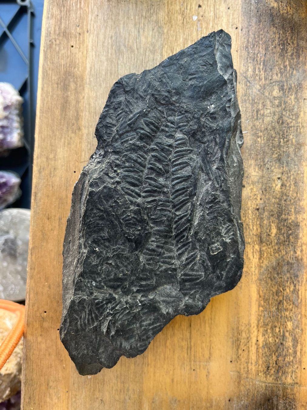 Fossili: Fossil Abdruck Farnkraut – Usato da Münchenstein venduto da sil_h6c9
