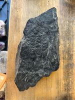 Fossil Abdruck Farnkraut