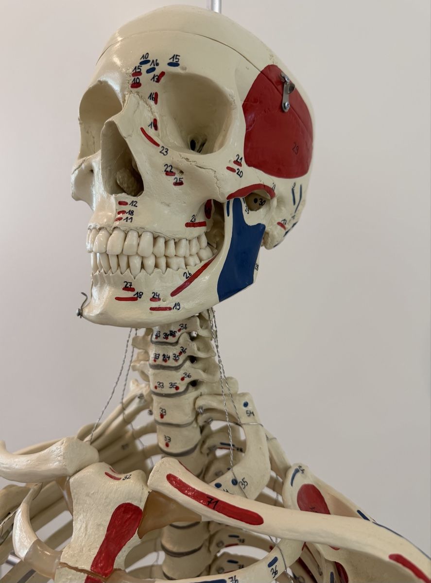 Kits de montage: Anatomie Skelett Mensch – D'occasion à Oberhasli par anzis 1