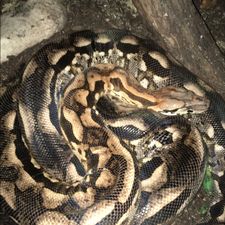 Profile image of acrantophis8
