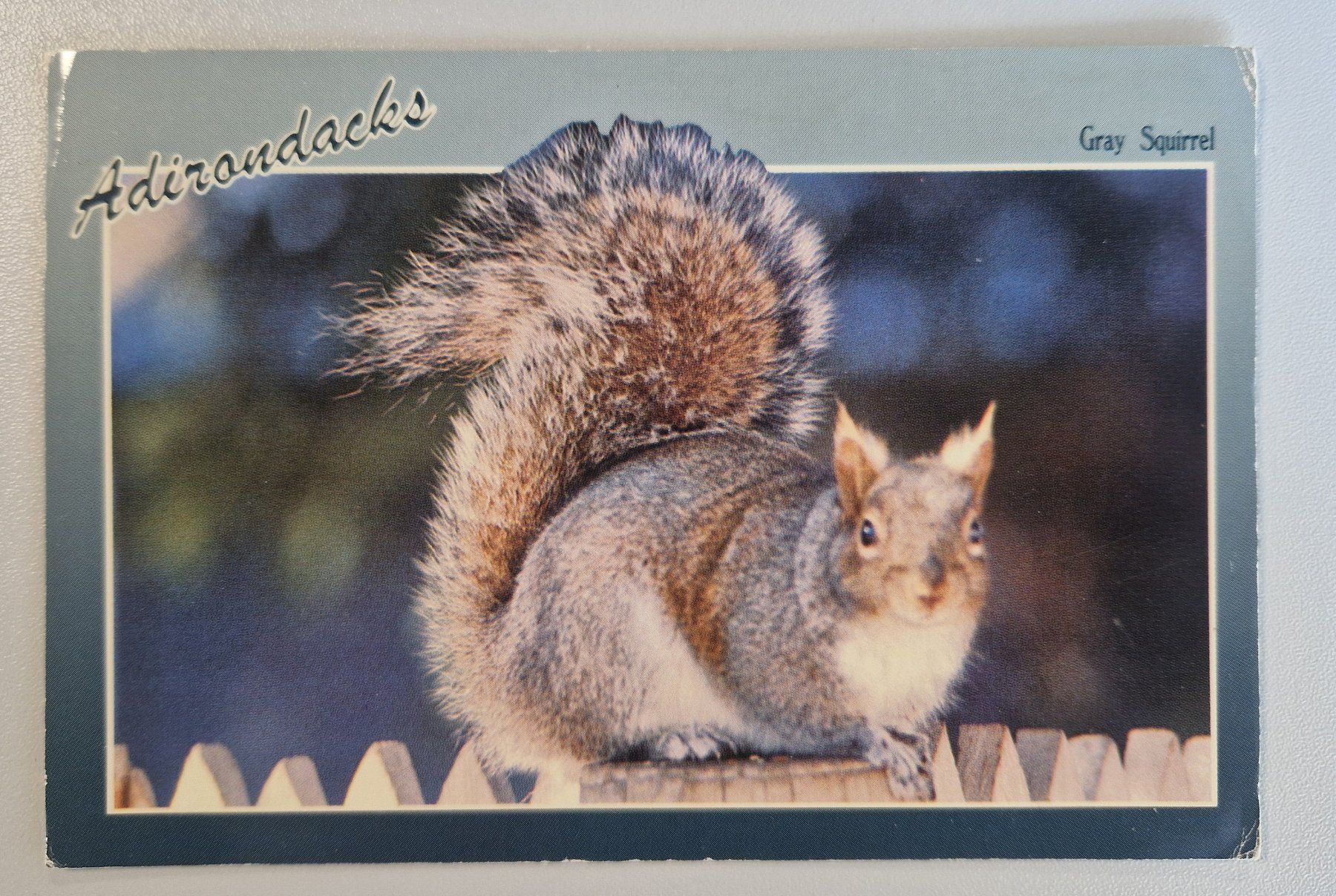 Cartoline postali: Adirondacks USA Gray Squirrel 1988 – Usato da Melchnau venduto da Arthurius