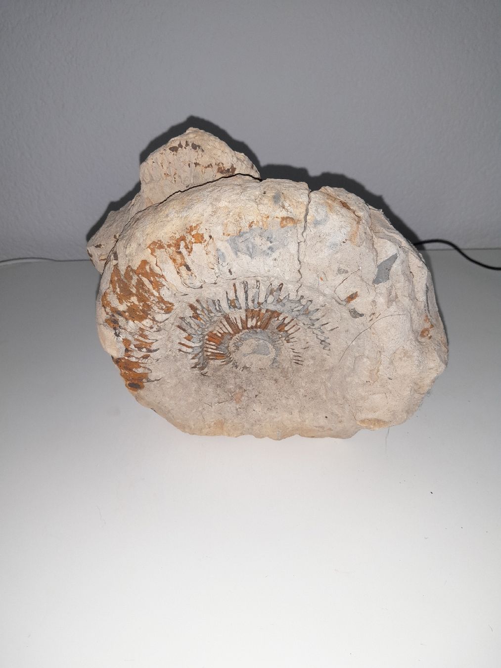 Fossili: Versteinerung Ammonit gross – Usato da Derendingen venduto da MKGartenpflege26 1