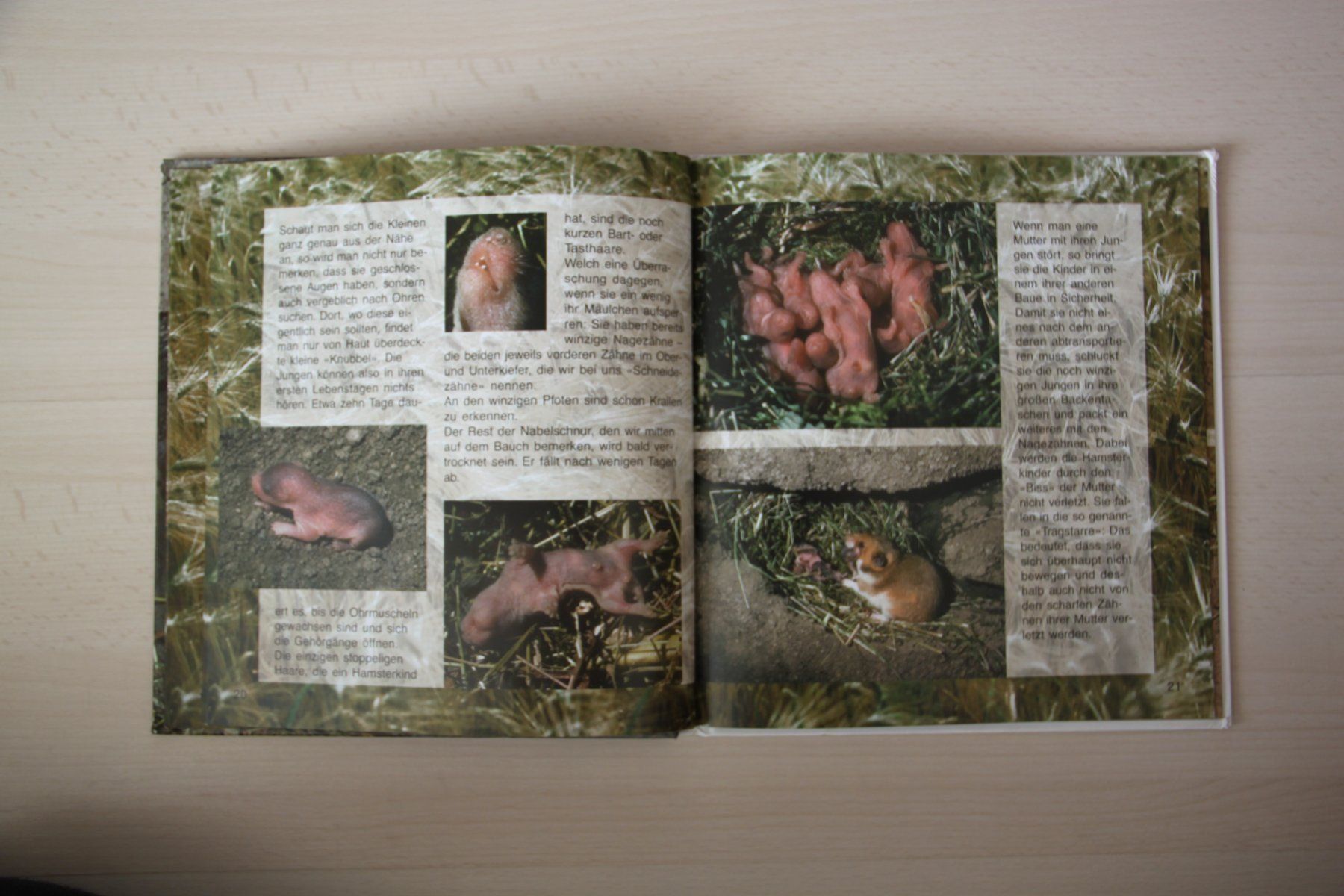 Bücher: Im Hamsterbau - Kindersachbuch – Gebraucht aus Walterswil SO von peiper2 1