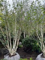 Betula utilis 'Doorenbos' Sol 4xv mDb mehrst Hoe 350-400