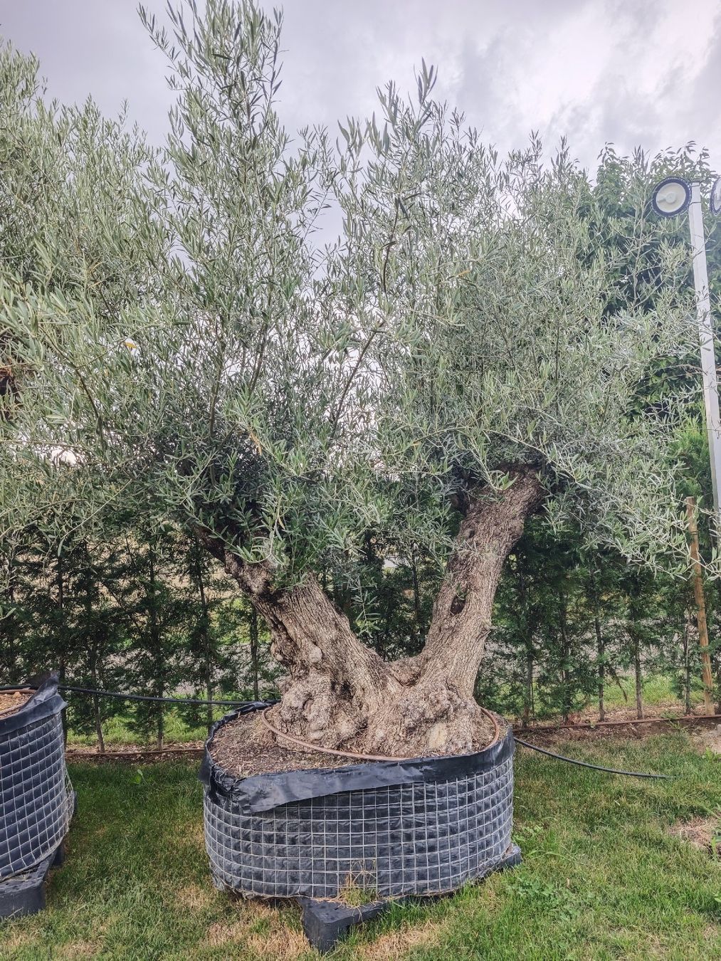 Piante & sementi: Olivenbaum zweistämmig NR2 – Nuovo e nell'imballaggio originale da Zeihen venduto da Meier_Zeihen 1
