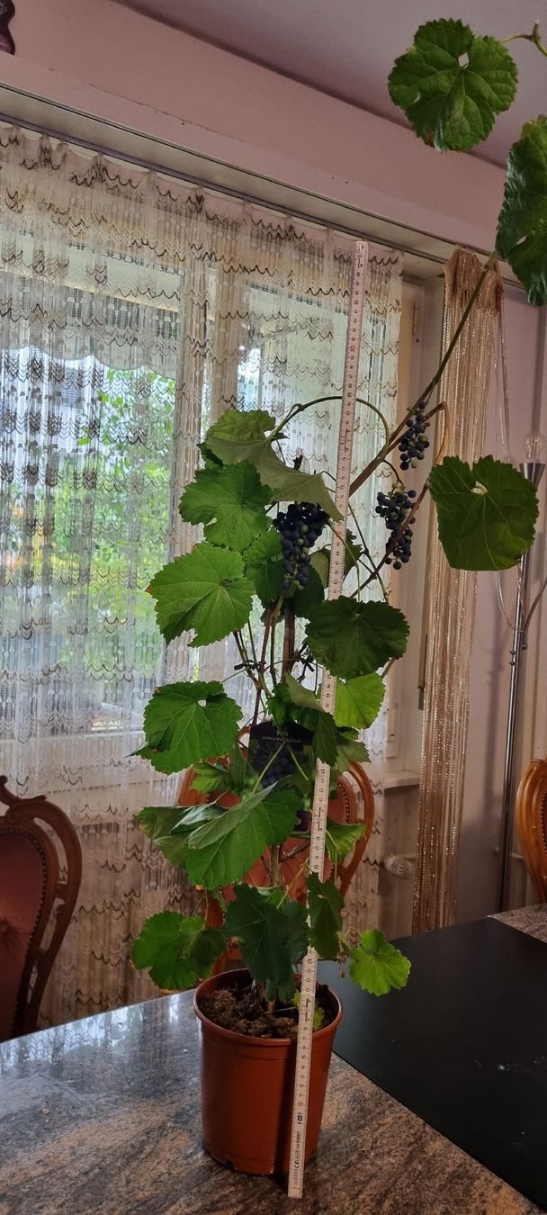 Piante & sementi: Traubenpflanze Vitis, mit Trauben – Usato da Kehrsatz venduto da Bulandi 2