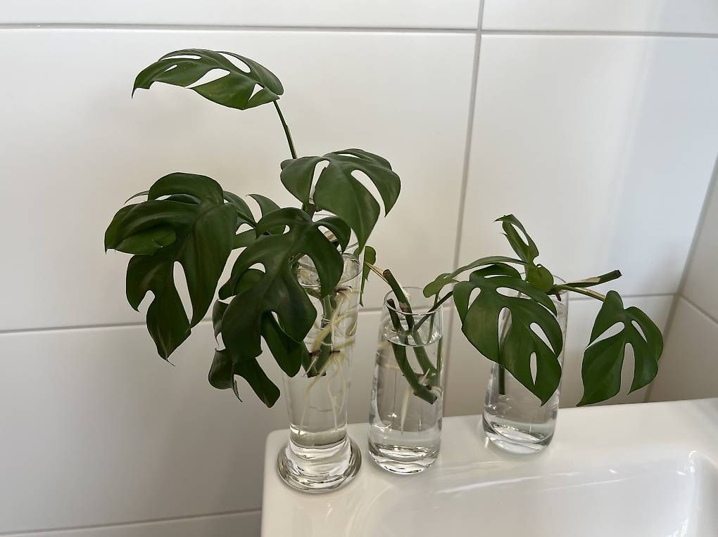 Piante & sementi: Monstera minima - Stecklinge – Usato da Sargans venduto da -VS-