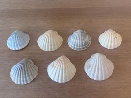 Grosse Muscheln (-schalen)