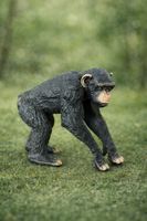 Schleich Schimpansen Männchen Affe Schimpanse