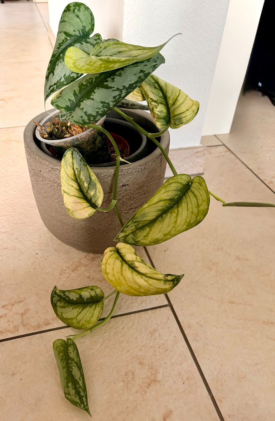 Piante & sementi: Scindapsus bakunawa variegated – Usato da Kaiseraugst venduto da dka_b97z