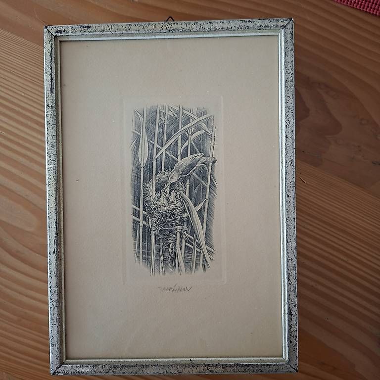 Gravures: Kupferstich Tauchrohrsänger – D'occasion à Hüswil par Tanzfuedle